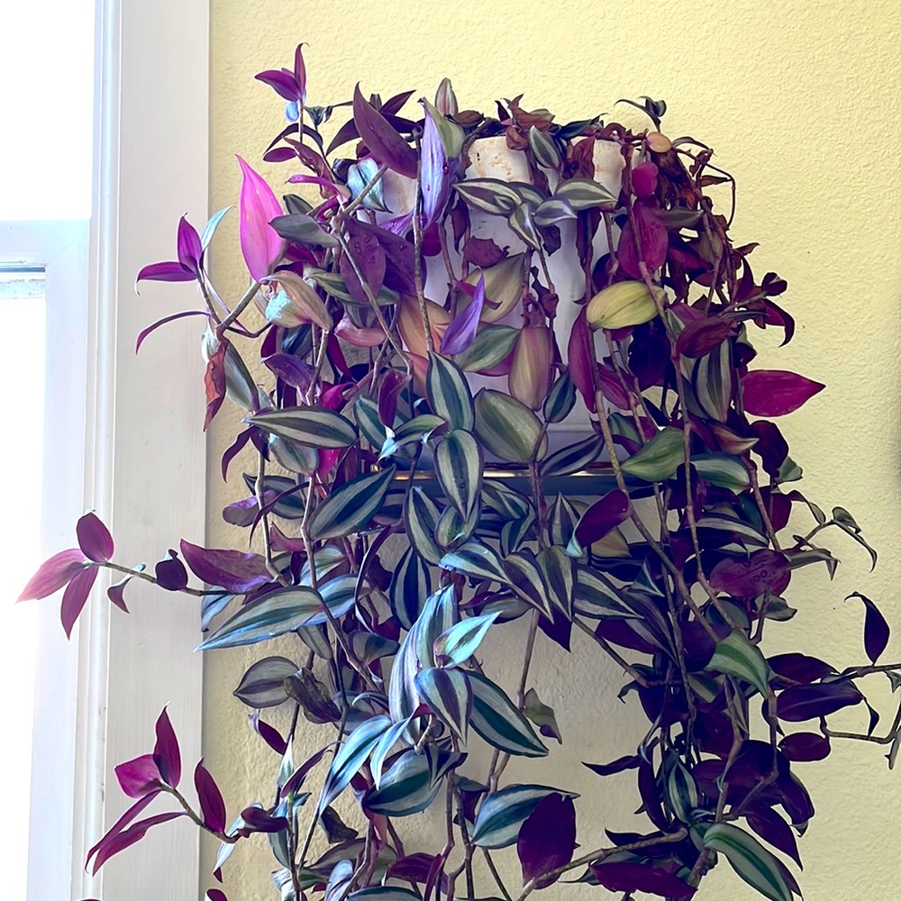 Tradescantia Zebrina Cutting